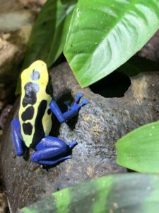 Dendrobates tinctorius nominat