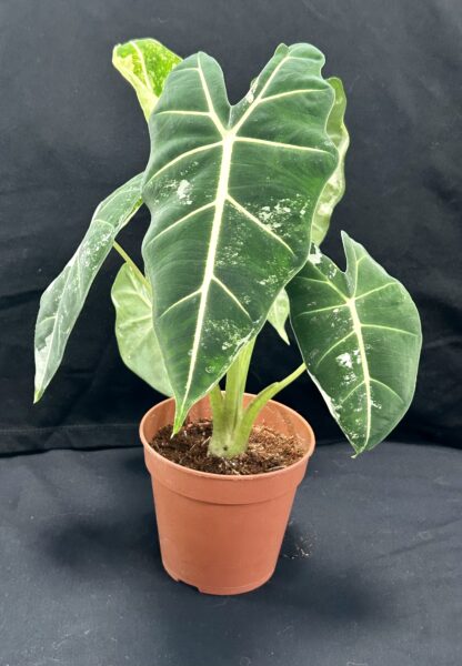 Alocasia Frydek Variegata - Image 2