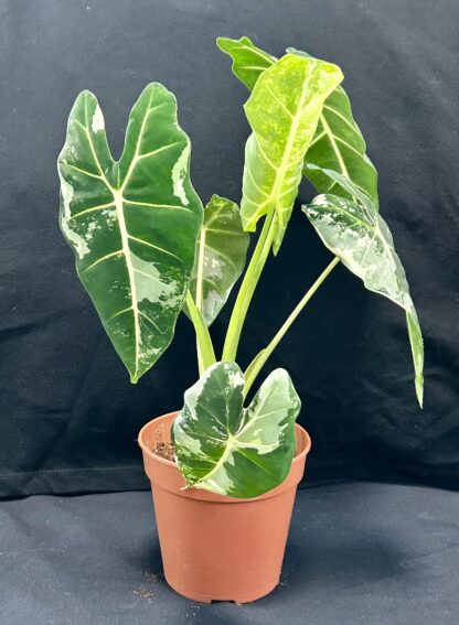 Alocasia Frydek Variegata