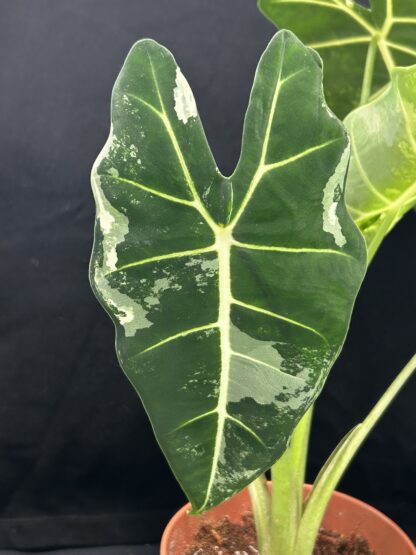 Alocasia Frydek Variegata - Image 4