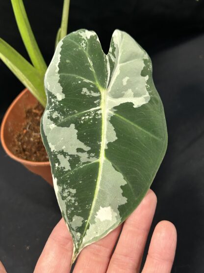 Alocasia Frydek Variegata - Image 5