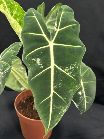 Alocasia Frydek Variegata - Image 6