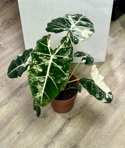 Alocasia Frydek Variegata XXL - Image 3