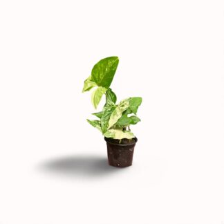 Syngonium Albo Variegata