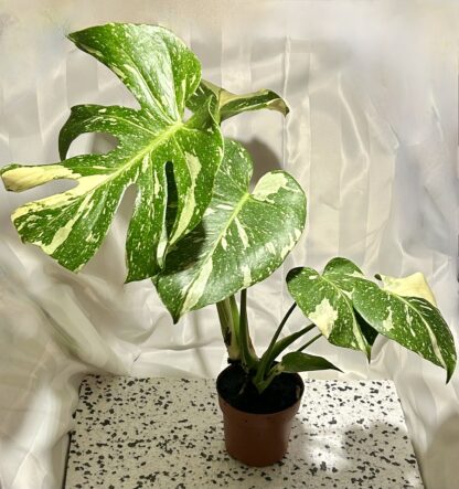 Monstera Thai Constellation - Image 2