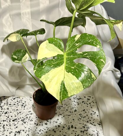 Monstera Thai Constellation