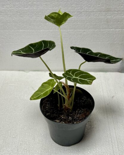 Alocasia watsoniana - Image 2