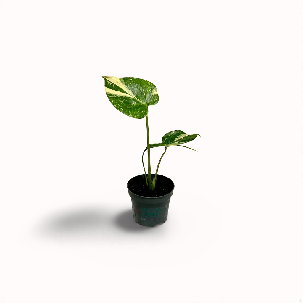 Monstera Thai Constellation (baby)