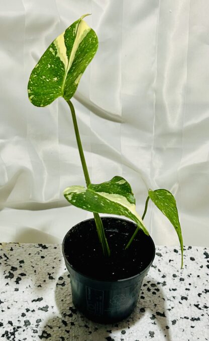 Monstera Thai Constellation (baby) - Image 3