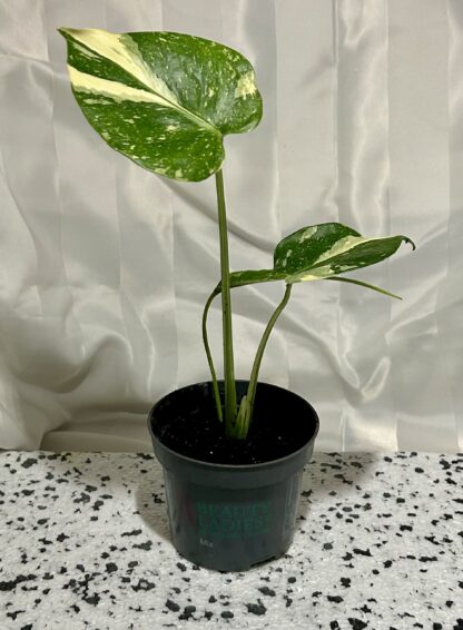 Monstera Thai Constellation (baby)