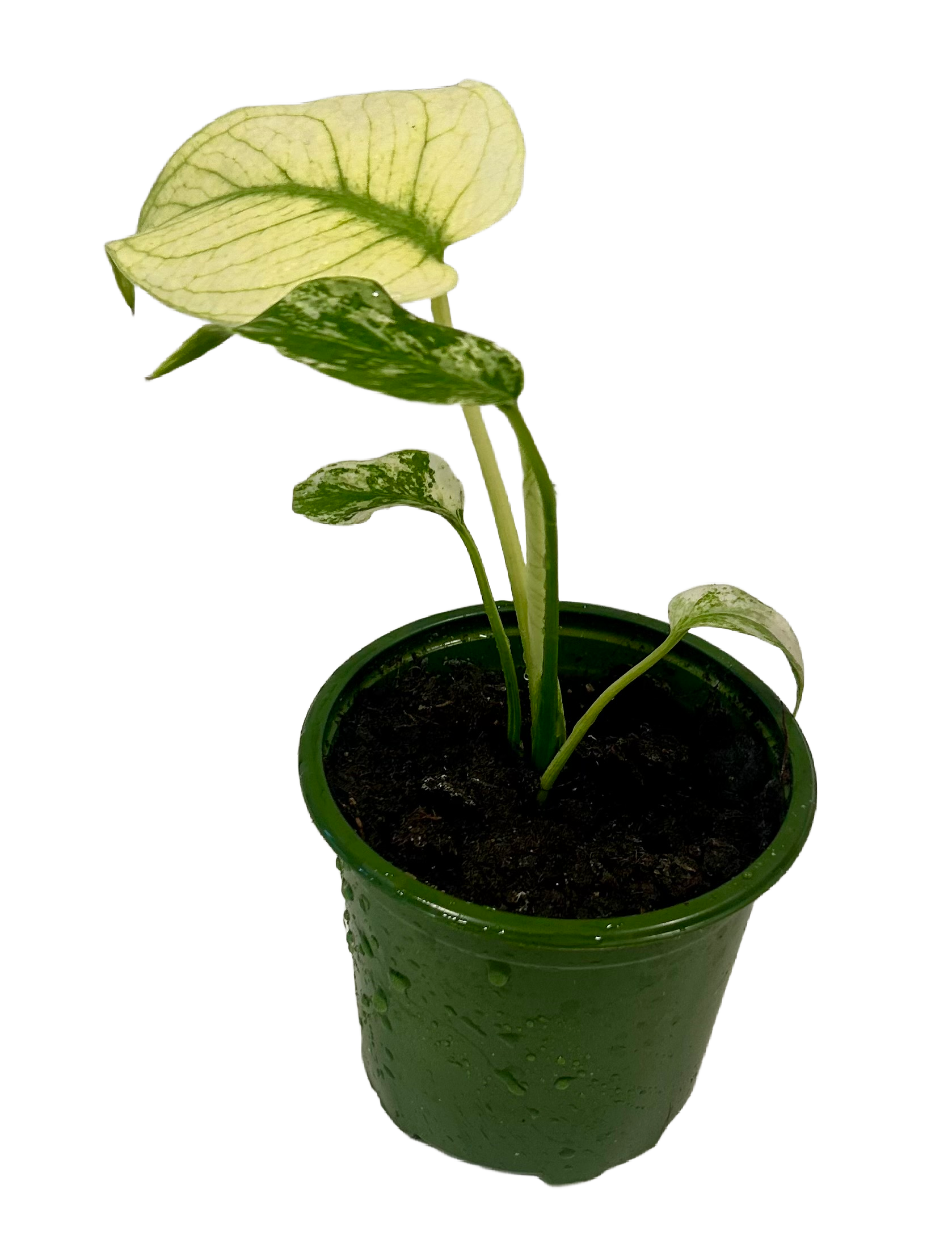 Monstera Mint - Obrázek 2