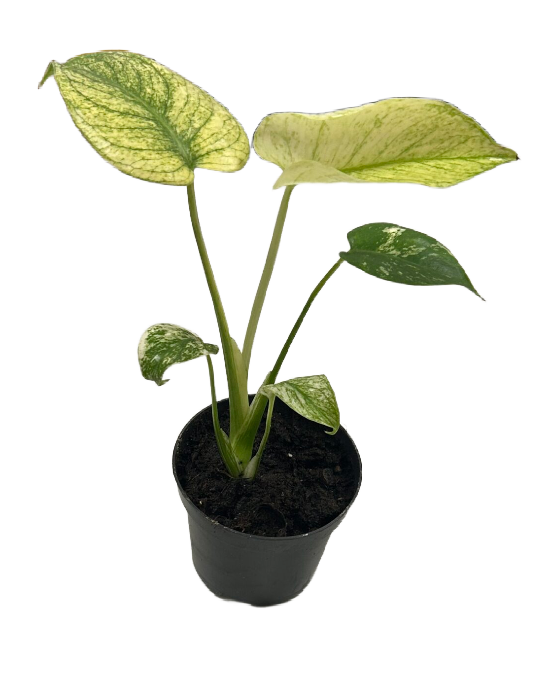 Monstera Mint