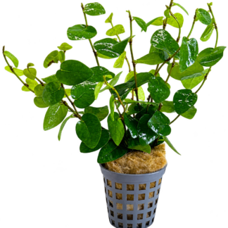 Ficus pumila